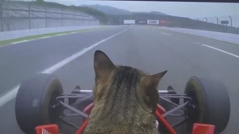 Cat driving Formula One for the first time 🏎️🐈