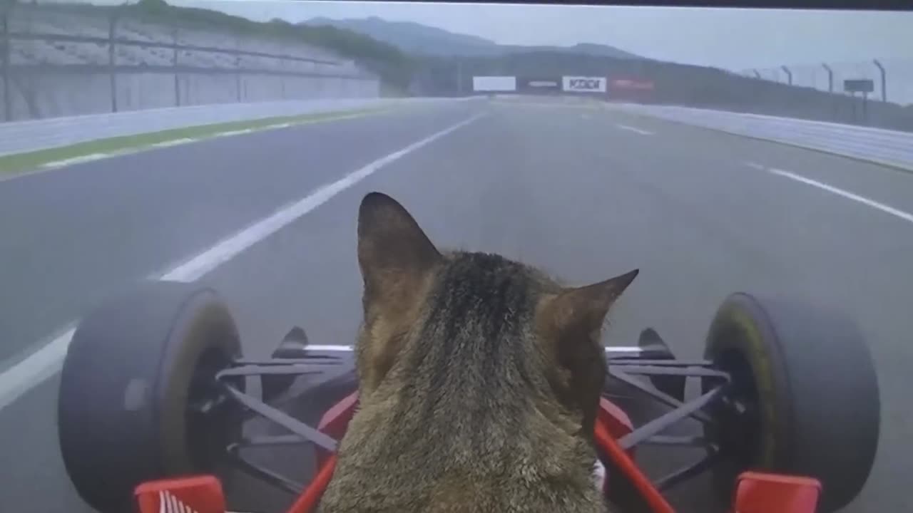 Cat driving Formula One for the first time 🏎️🐈