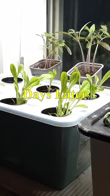 Hydroponic Lettuce: The Complete Beginner's Guide!