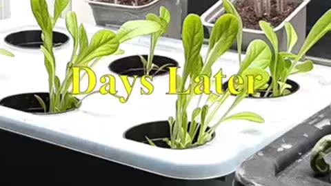 Hydroponic Lettuce: The Complete Beginner's Guide!