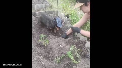 The Most Intelligent Dogs Will Astound You 2025's Cute Dog Videos