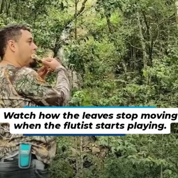 The trees are intelligent beings