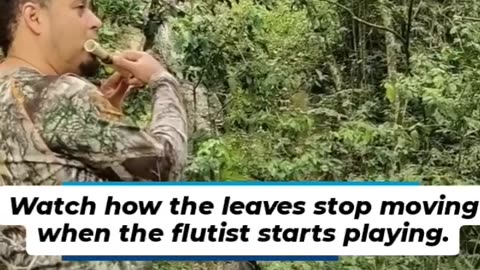 The trees are intelligent beings