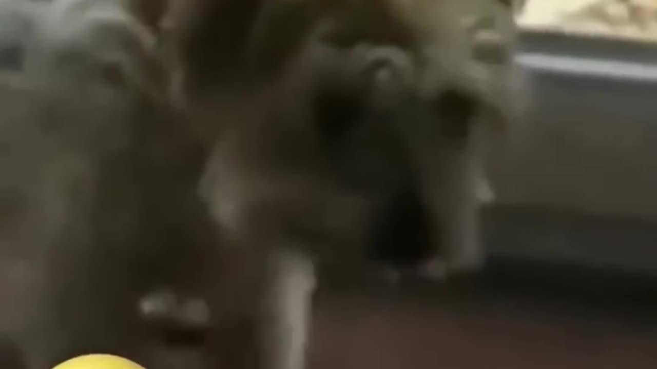 cute and funny pets