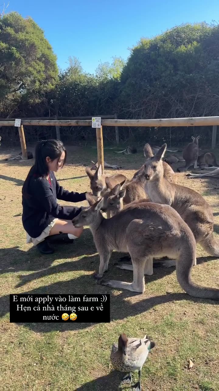 Kangaroo diaries only in Australia 🇦🇺