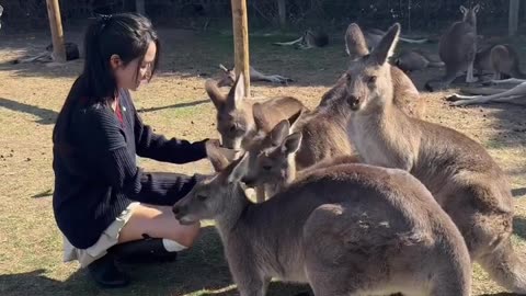 Kangaroo diaries only in Australia 🇦🇺