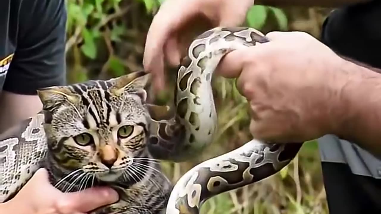 Officer Rescue Cat from Giant Python Attack, Scary Moment!