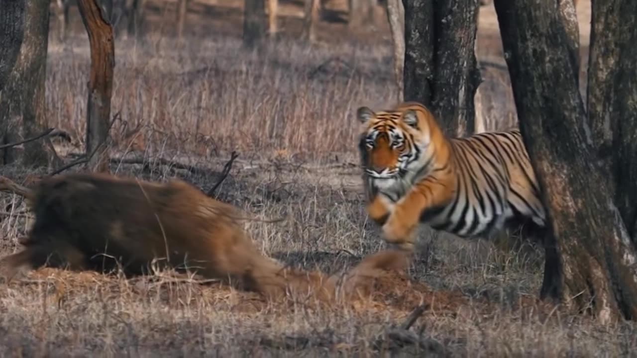 Hakimi's hunting moment