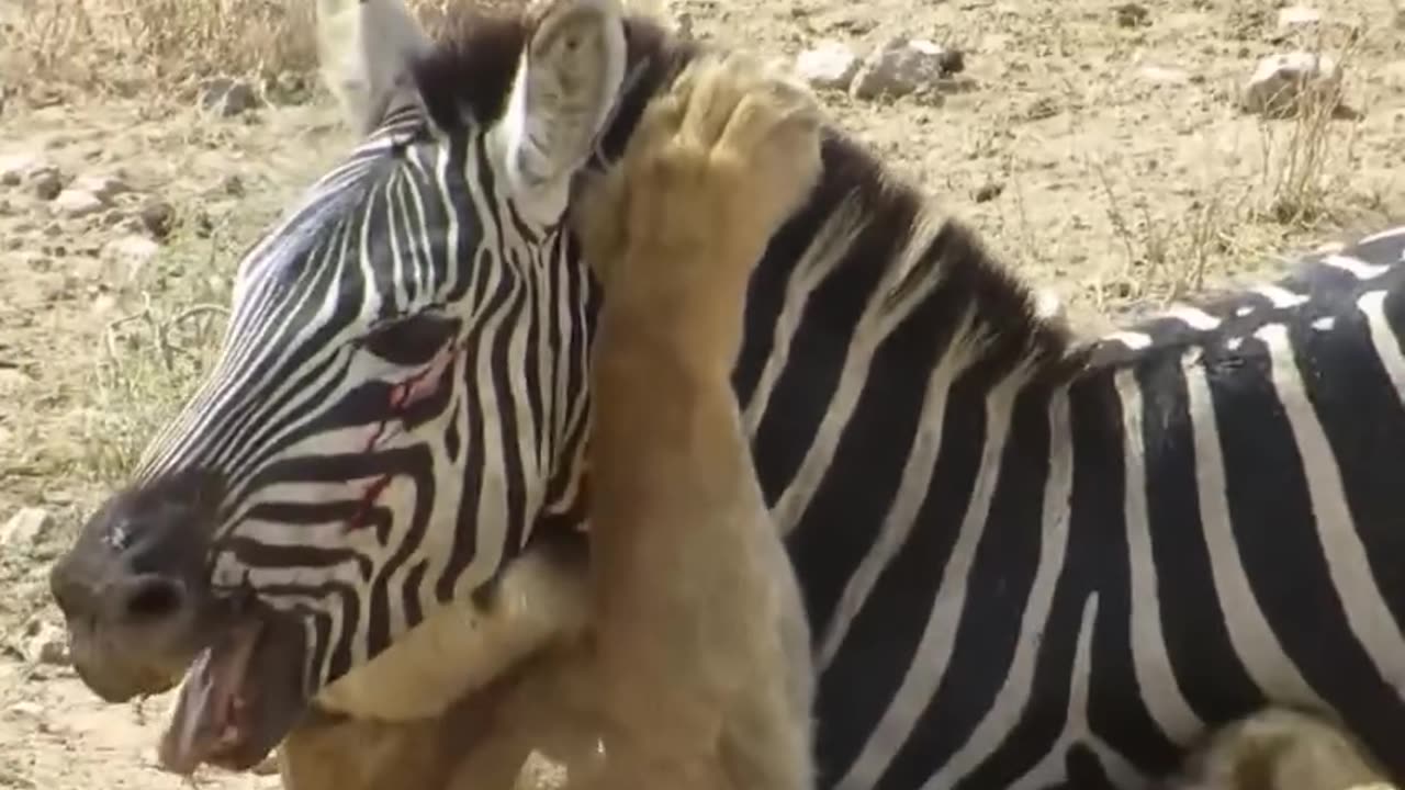Amazing- Lion vs Zebra with unexpected escape