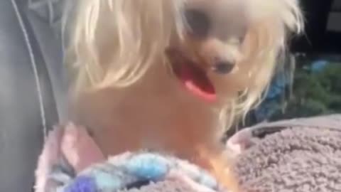 2 women arrested after dog-kicking incident gets caught on camera