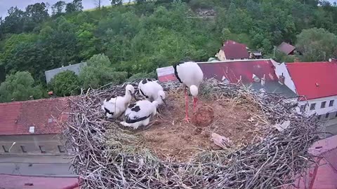 What rubbish mom brought to the nest 🤔