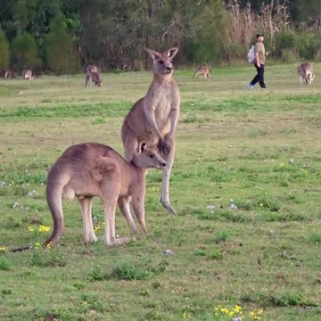 Kangaroos fighting