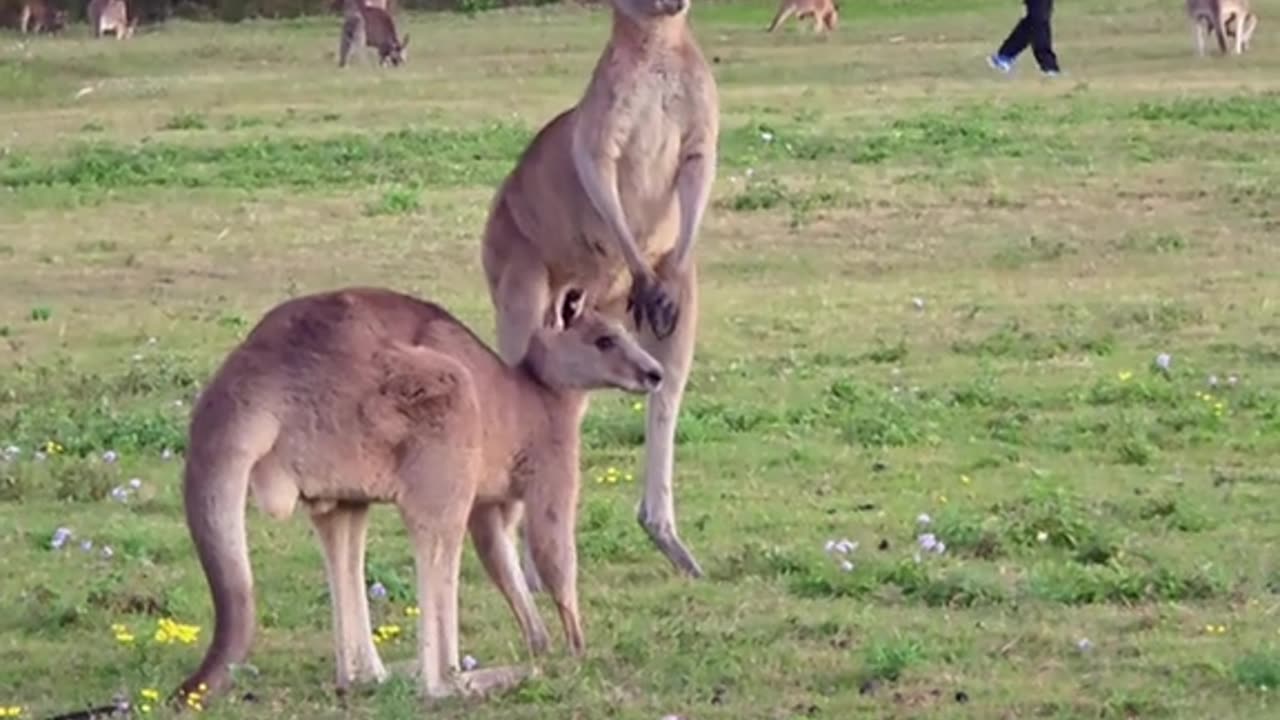 Kangaroos fighting