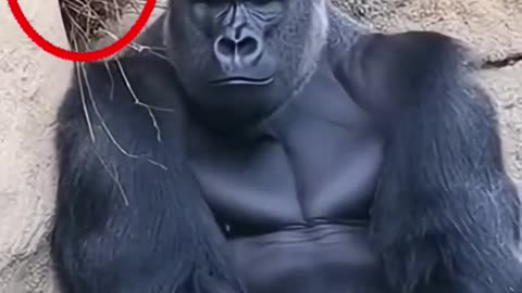 everyone screamed when a tiny injured bird fell into the gorilla enclosure