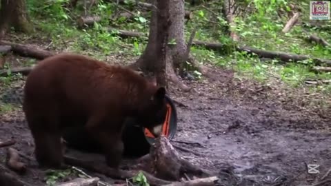 Hunters vs. Black Bears | Graphic Footage!