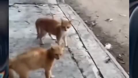Funny animals