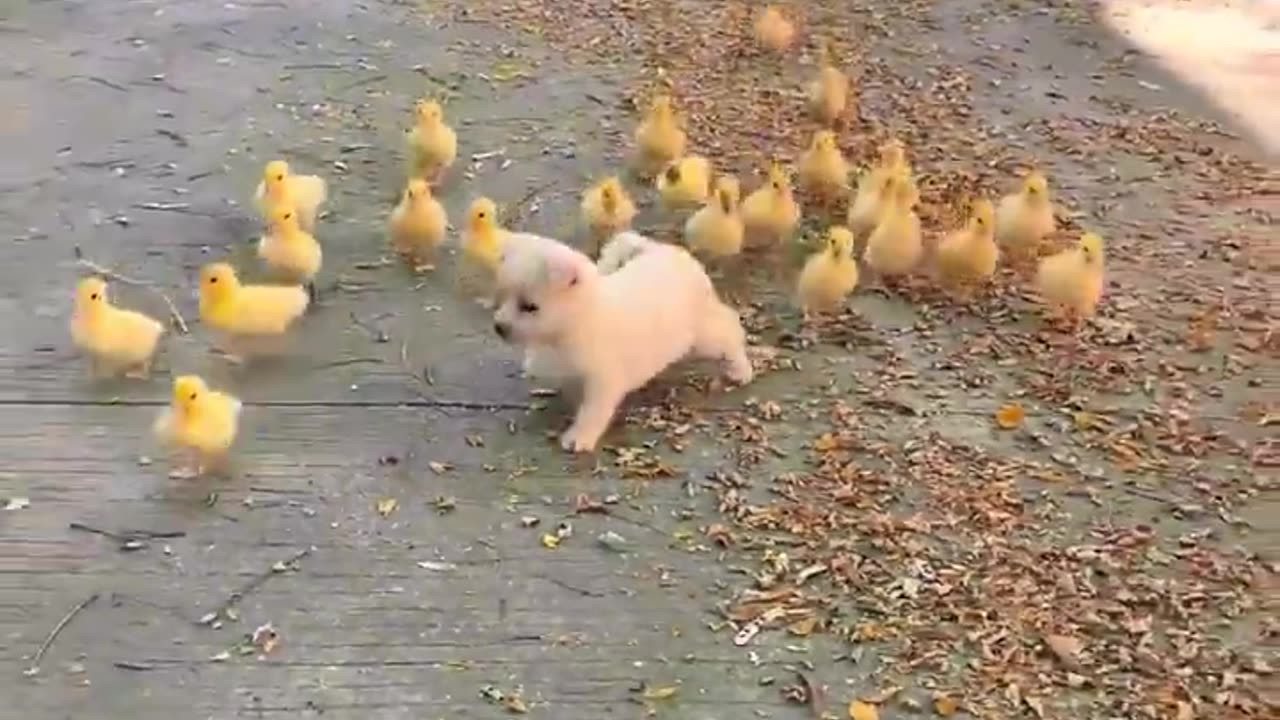 🐥🐥🐥
