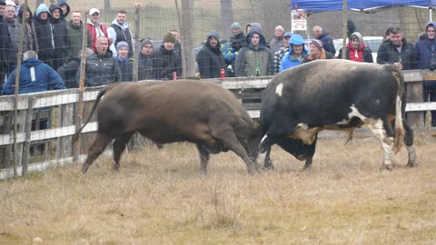 Lugo od Poturovića vs Čadonja od Omerinovića Vučipolje 2025