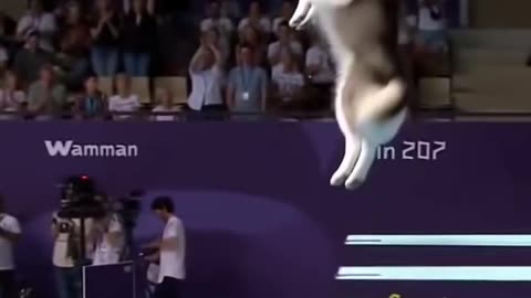 pet Diving sports meeting