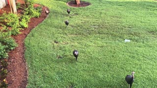 Blasian Babies Family Ponder Turkey For Christmas And New Year Not Just For Thanksgiving