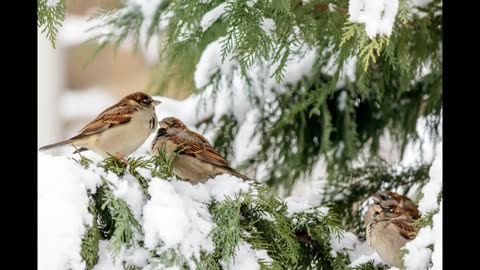 Lord Winter - Sparrows