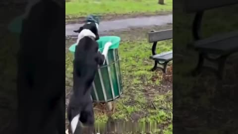 A selection of funny moments with animal #38