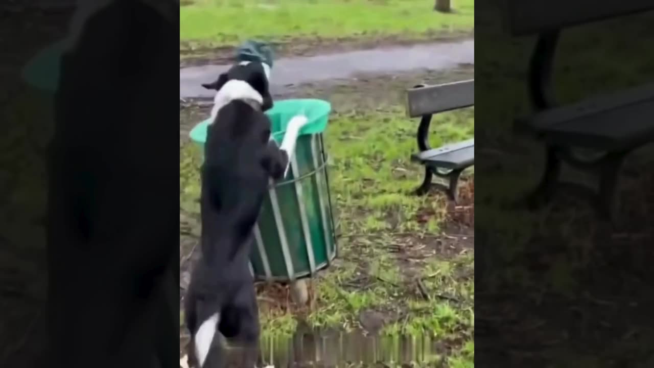 A selection of funny moments with animal #38