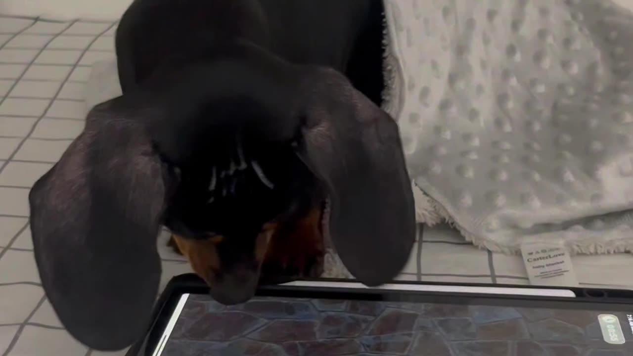 Dachshund Chases Digital Ball