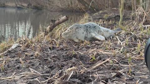 A Seal in the Forest