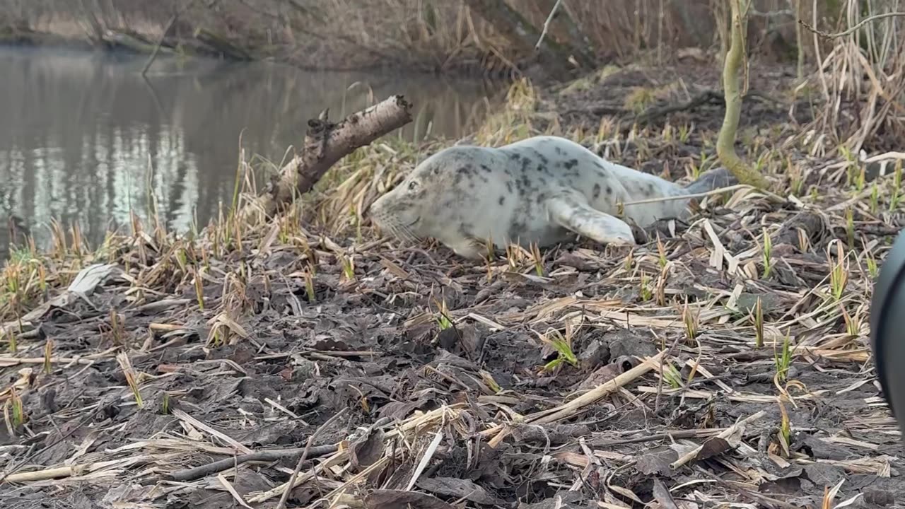 A Seal in the Forest