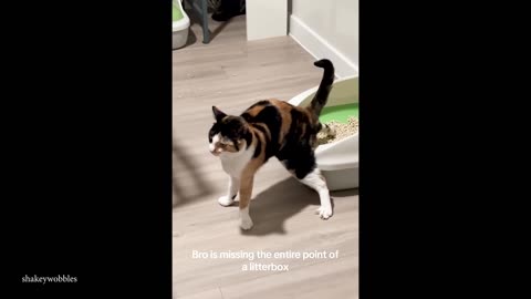 Cats being total jerks