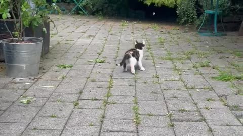 Kitten Entranced by Dancing Butterfly