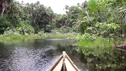 In Search of the Giant Green Anaconda (Eunectes murinus)