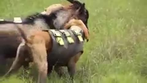 Two pitbulls vs Goat
