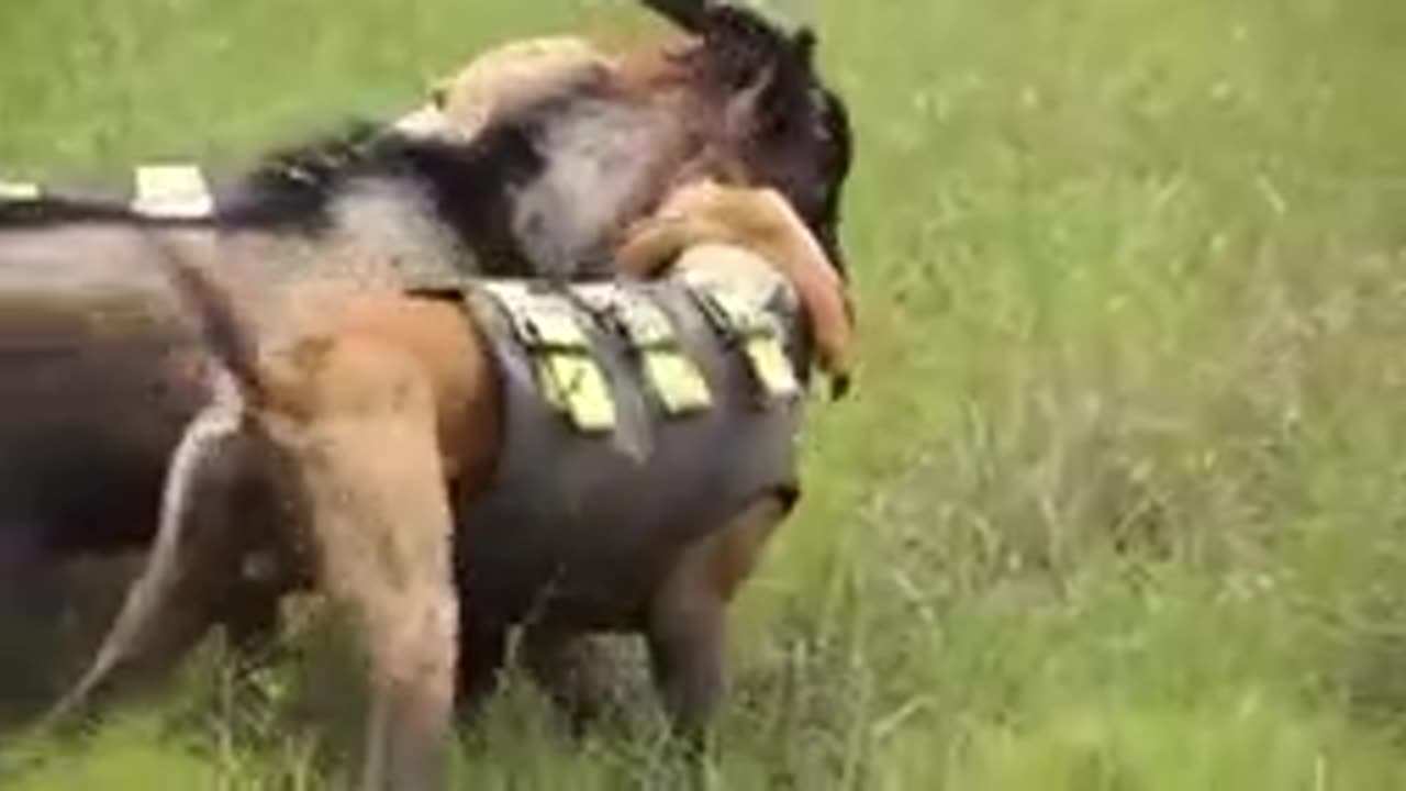Two pitbulls vs Goat
