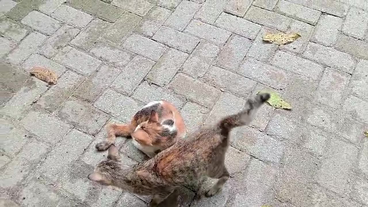 My Cat’s Outdoor Adventures