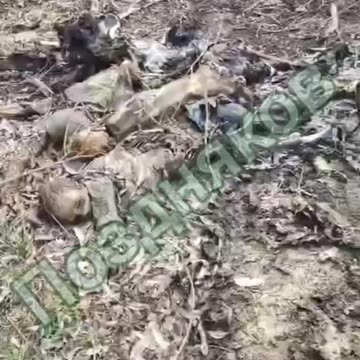 WARNING! Soldiers Discovered the Decomposing Bodies of Murdered Russian Children in Kursk