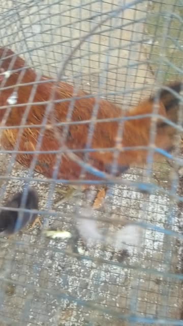 My Chicken Coop Setup | Easy & Practical Design