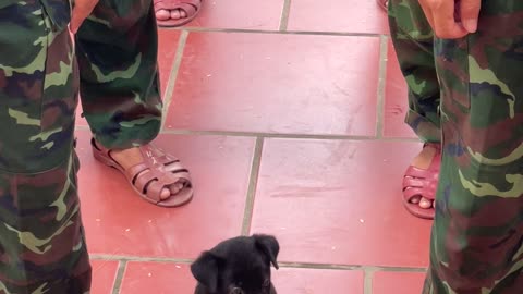 Soldier Puppy