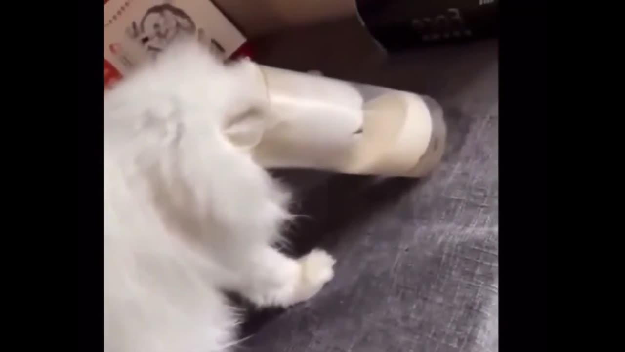 Beautiful and funny animals