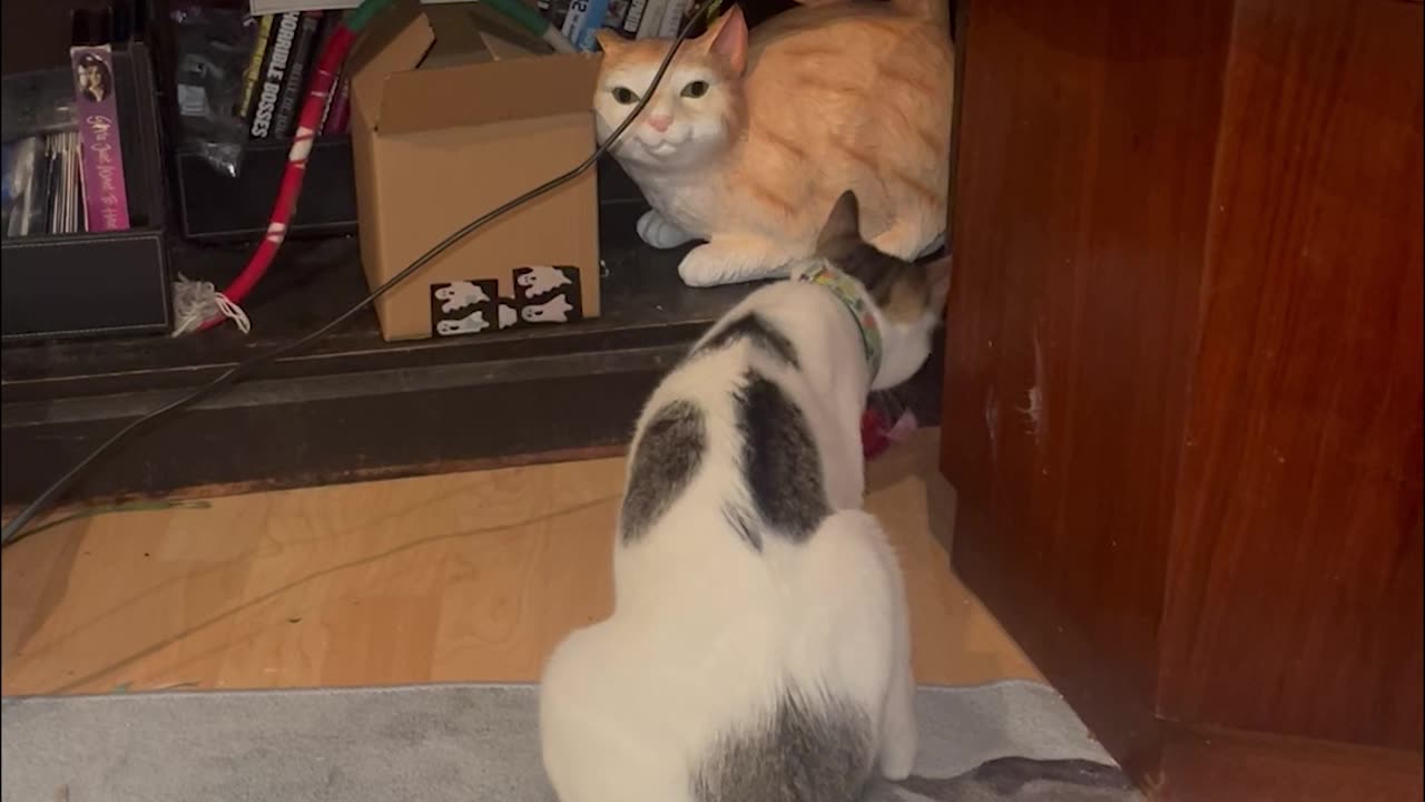 Cat Does Not Like the Statue