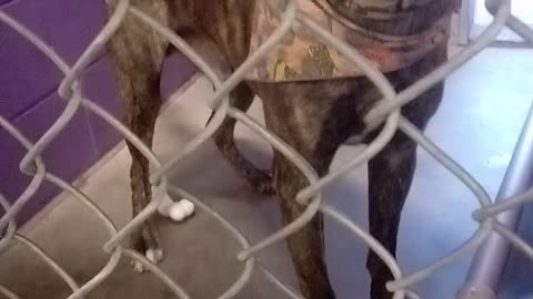 Jordan 1 Yr Old Pet ID 906273 Kennel 8 for HSSAZVID_20211018_140350