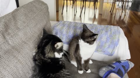 Cat Wrestling Champion #funnycats