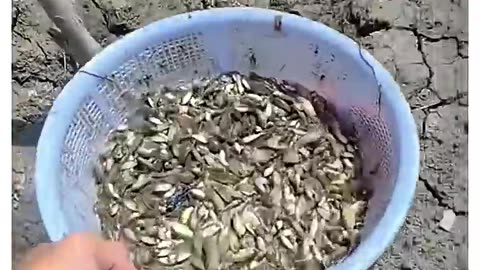 Fi-fi Fishes