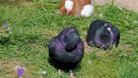 🕊️ Cooing of Doves | Peaceful Birdsong for Relaxation, Sleep & Meditation 🌿