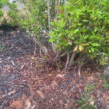 Digging a Hole—Beatbox Freestyle