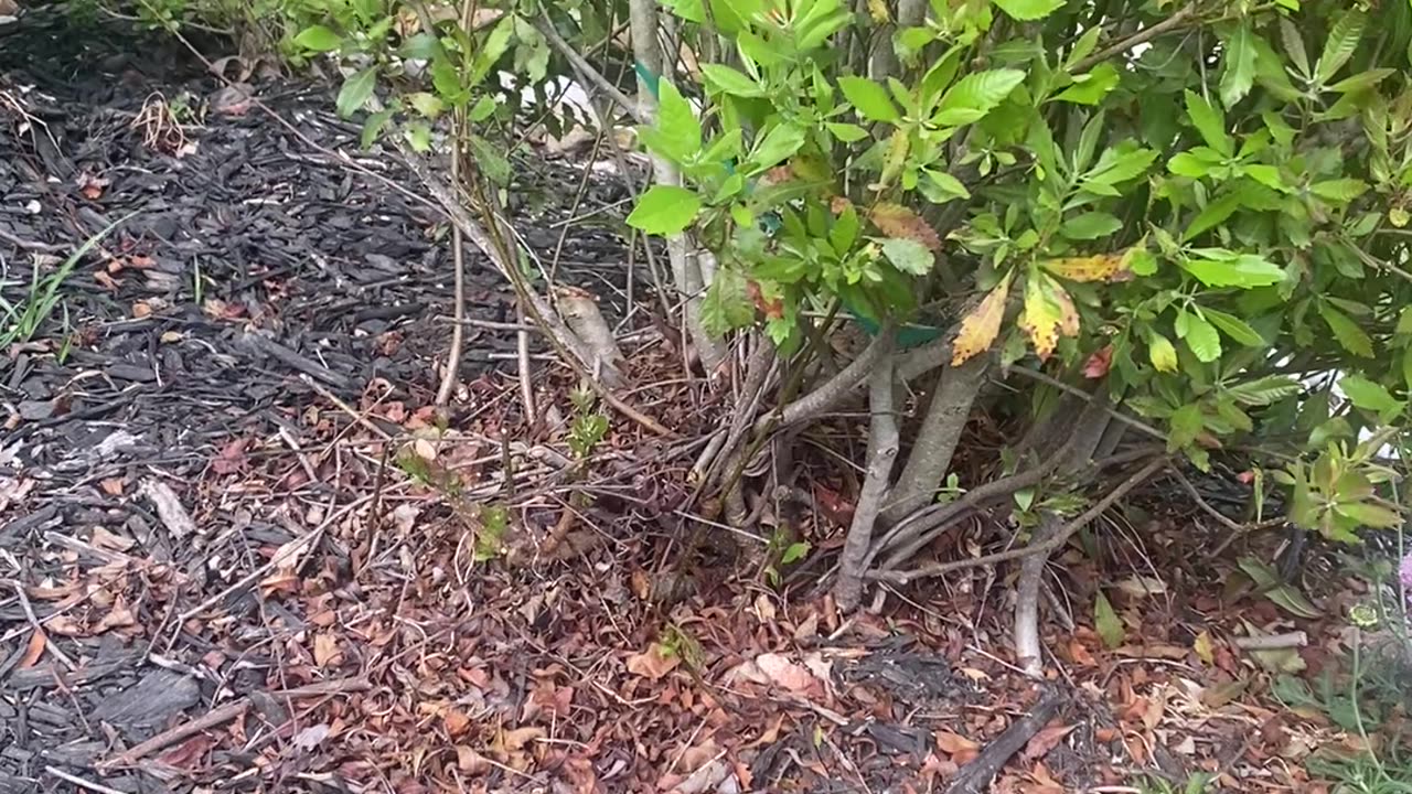 Digging a Hole—Beatbox Freestyle