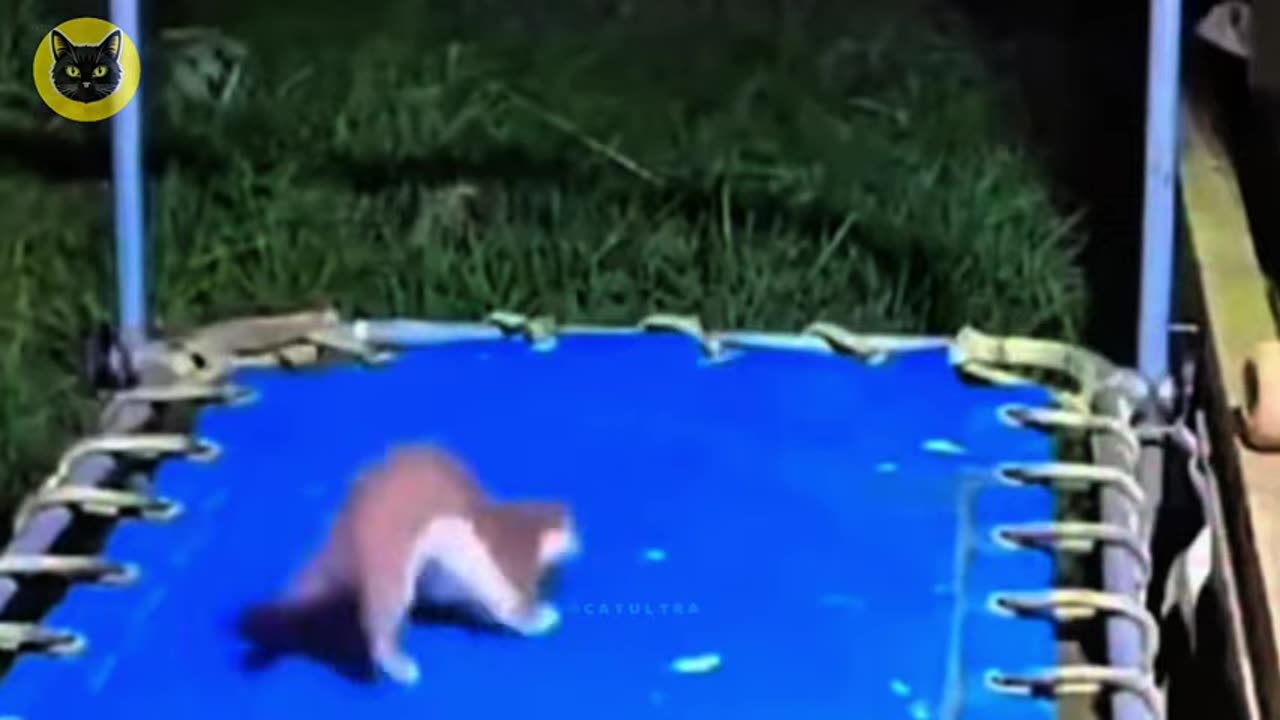 funny-animal-videos-that-will-instantly-boost-your-mood