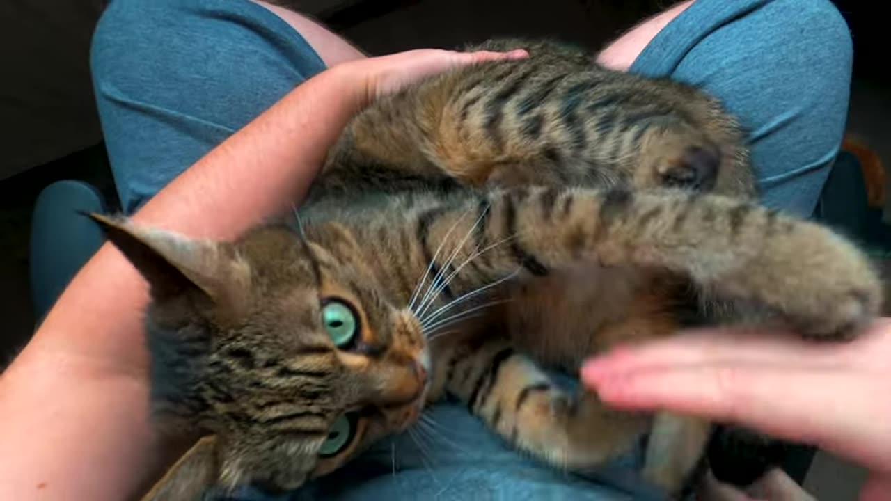 first-is-biting-then-comes-cuddling