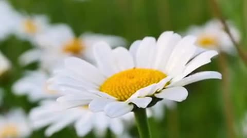 Immerse yourself in the beauty of nature with this peaceful video fill...